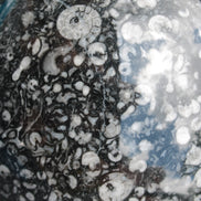 Huge Orthoceras sphere 192mm 10420g Rocks and Things Store