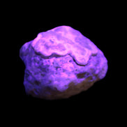 Gobi Agate Eyes specimen from Mongolia 42.35*30mm 36.7g Rocks and Things Store