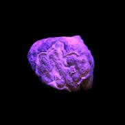 Gobi Agate Eyes specimen from Mongolia 42.35*30mm 36.7g in UV light