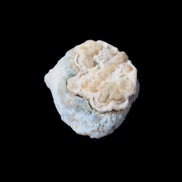 Gobi Agate Eyes specimen from Mongolia 42.35*30mm 36.7g in sunlight - Rocks and Things Store