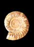 Amazing Ammonite 217*190*81mm 3460g - Rocks and Things Store