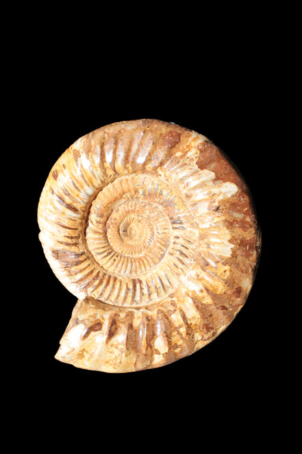 Amazing Ammonite 217*190*81mm 3460g - Rocks and Things Store