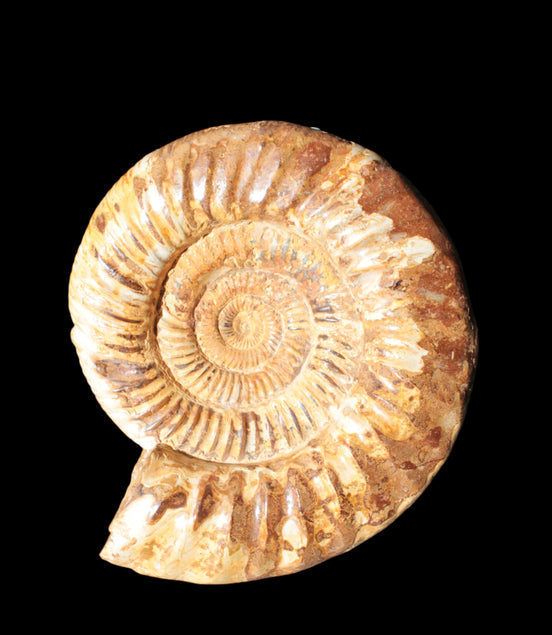 Amazing Ammonite 217*190*81mm 3460g - Rocks and Things Store