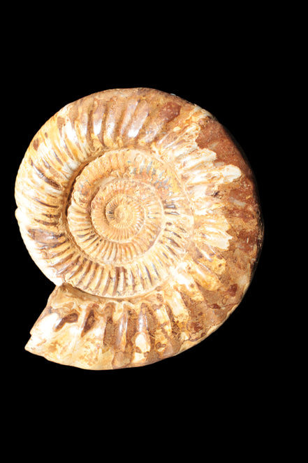 Amazing Ammonite 217*190*81mm 3460g - Rocks and Things Store