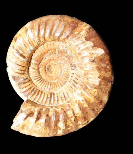 Amazing Ammonite 217*190*81mm 3460g - Rocks and Things Store