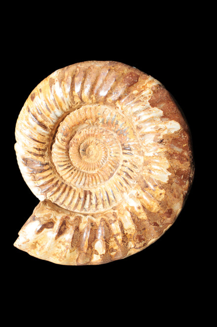 Amazing Ammonite 217*190*81mm 3460g - Rocks and Things Store