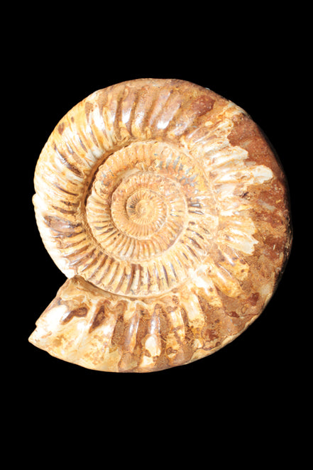 Amazing Ammonite 217*190*81mm 3460g - Rocks and Things Store
