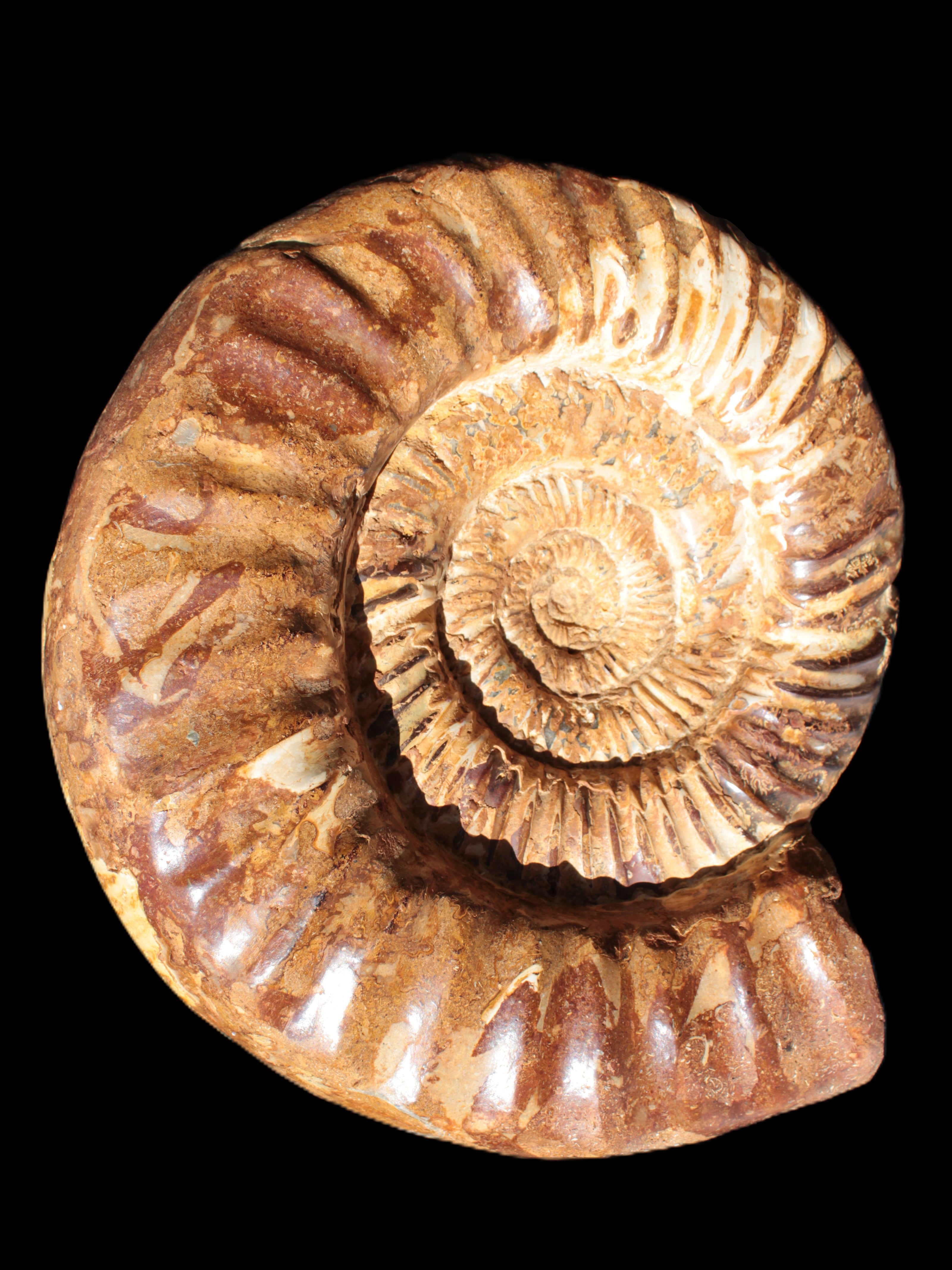 Amazing Ammonite 217*190*81mm 3460g Rocks and Things Store