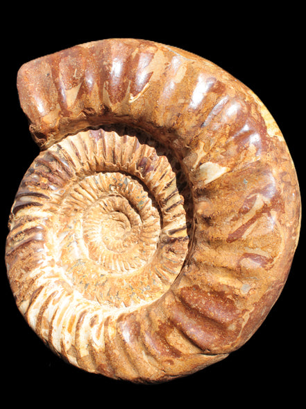 Amazing Ammonite 217*190*81mm 3460g Rocks and Things Store