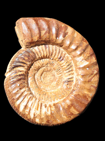 Amazing Ammonite 217*190*81mm 3460g Rocks and Things Store