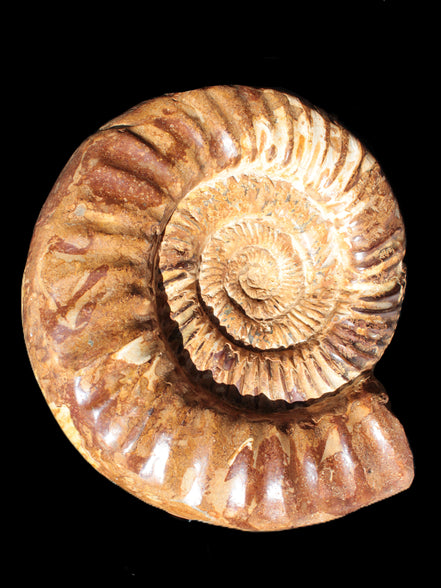 Amazing Ammonite 217*190*81mm 3460g Rocks and Things Store