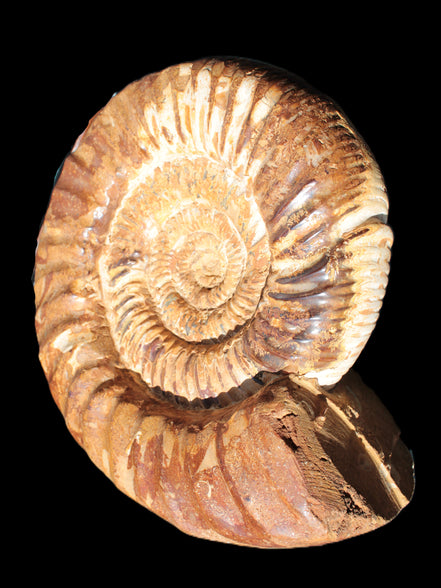 Amazing Ammonite 217*190*81mm 3460g Rocks and Things Store