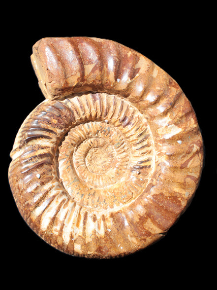 Amazing Ammonite 217*190*81mm 3460g Rocks and Things Store