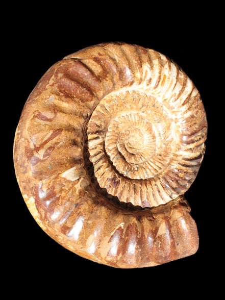 Amazing Ammonite 217*190*81mm 3460g Rocks and Things Store