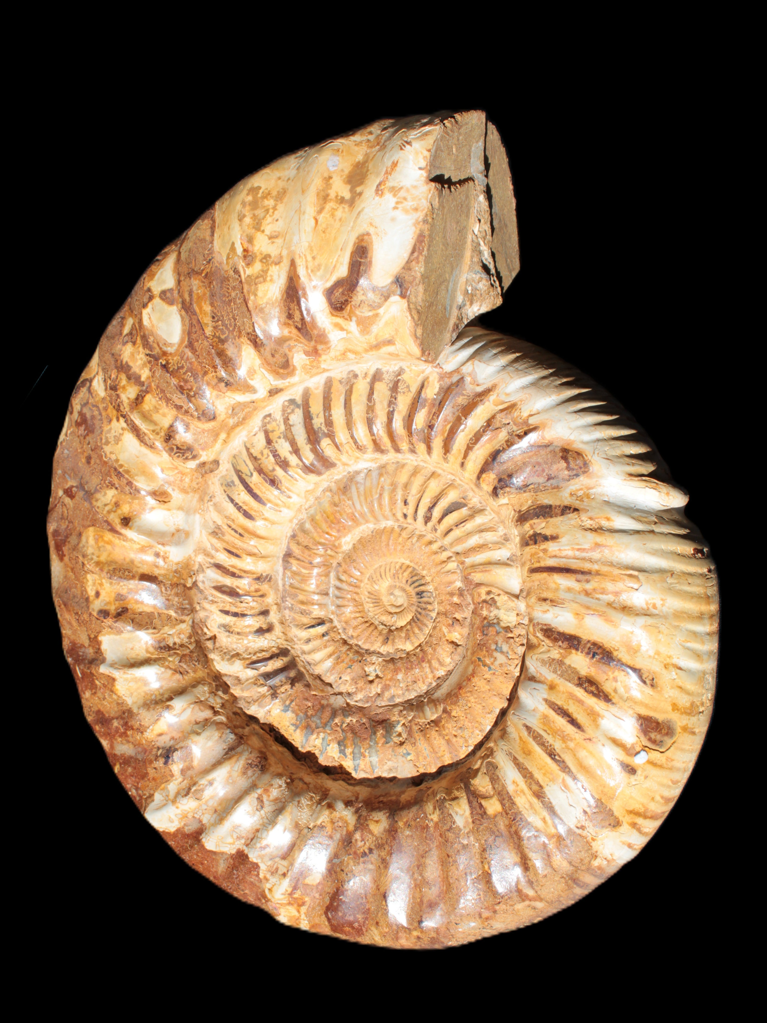 Amazing Ammonite 217*190*81mm 3460g Rocks and Things Store