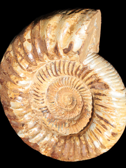 Amazing Ammonite 217*190*81mm 3460g Rocks and Things Store