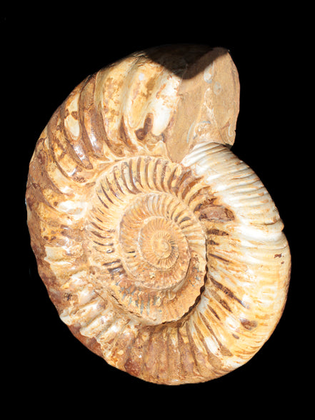 Amazing Ammonite 217*190*81mm 3460g Rocks and Things Store