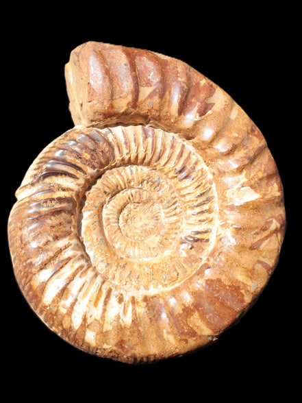 Amazing Ammonite 217*190*81mm 3460g Rocks and Things Store