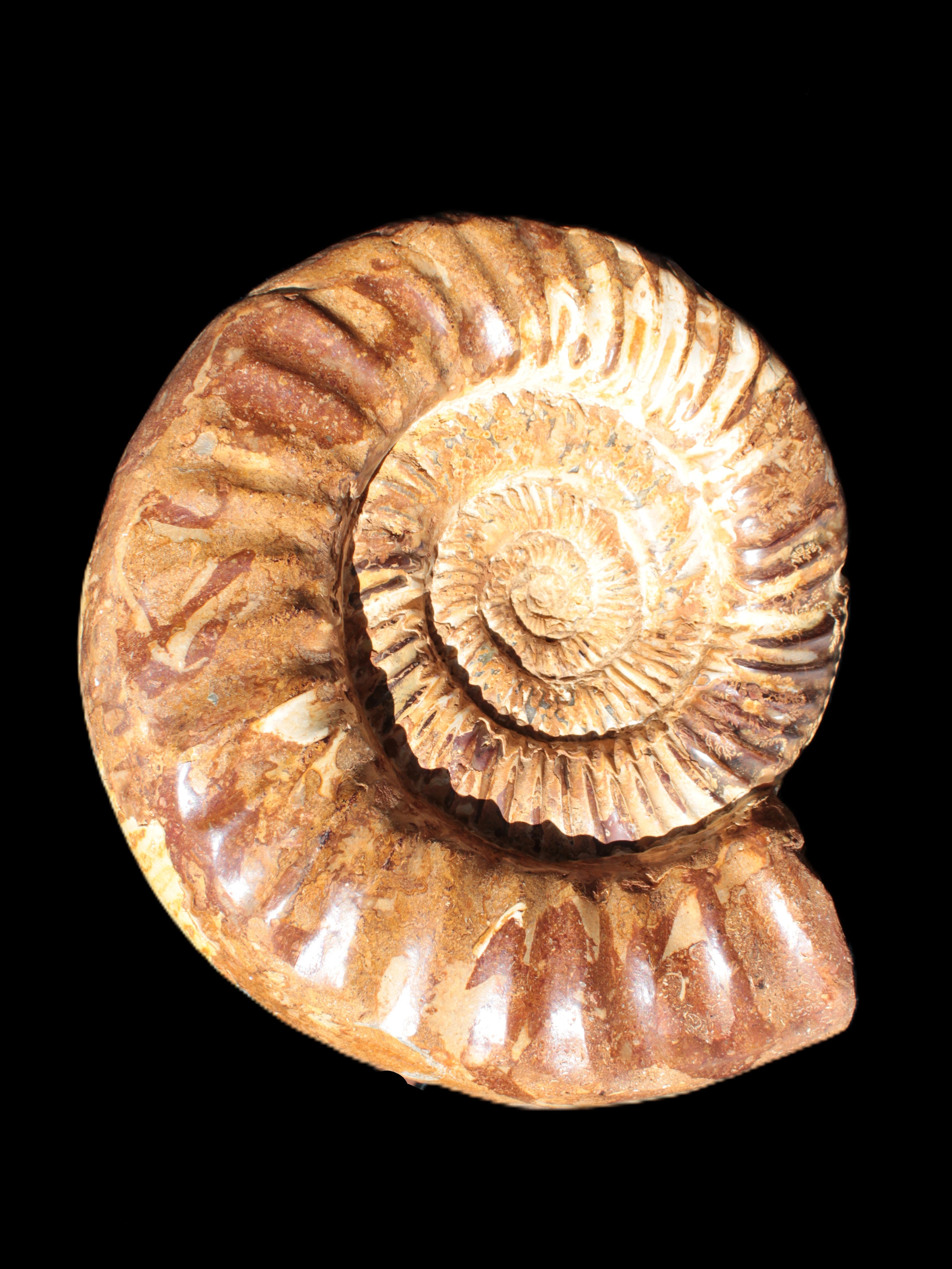 Amazing Ammonite 217*190*81mm 3460g Rocks and Things Store