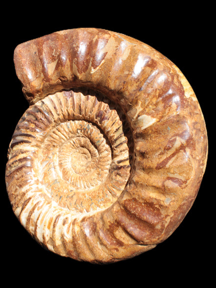 Amazing Ammonite 217*190*81mm 3460g Rocks and Things Store