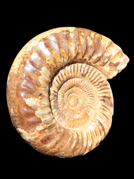 Amazing Ammonite 217*190*81mm 3460g Rocks and Things Store