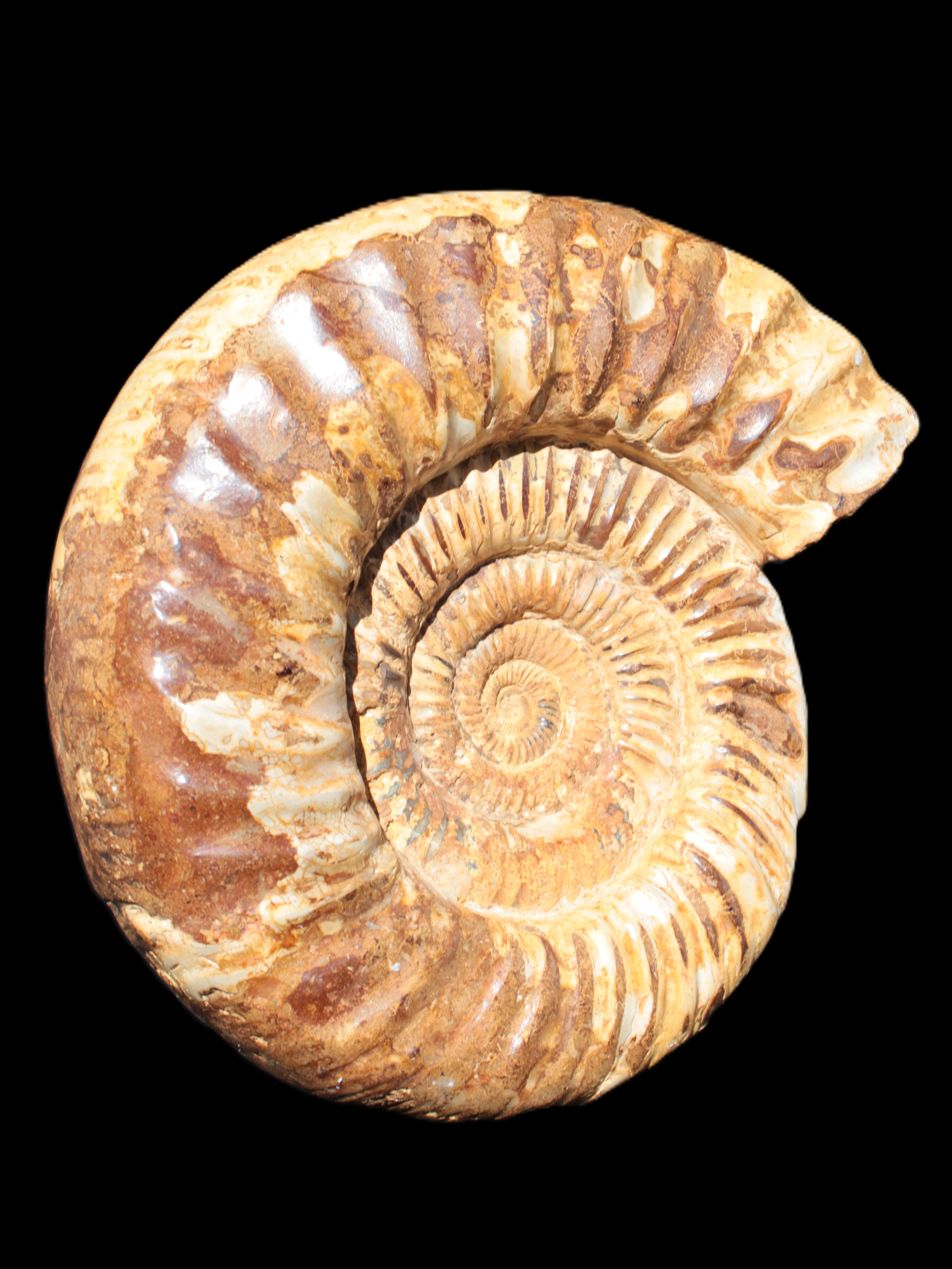 Amazing Ammonite 217*190*81mm 3460g Rocks and Things Store