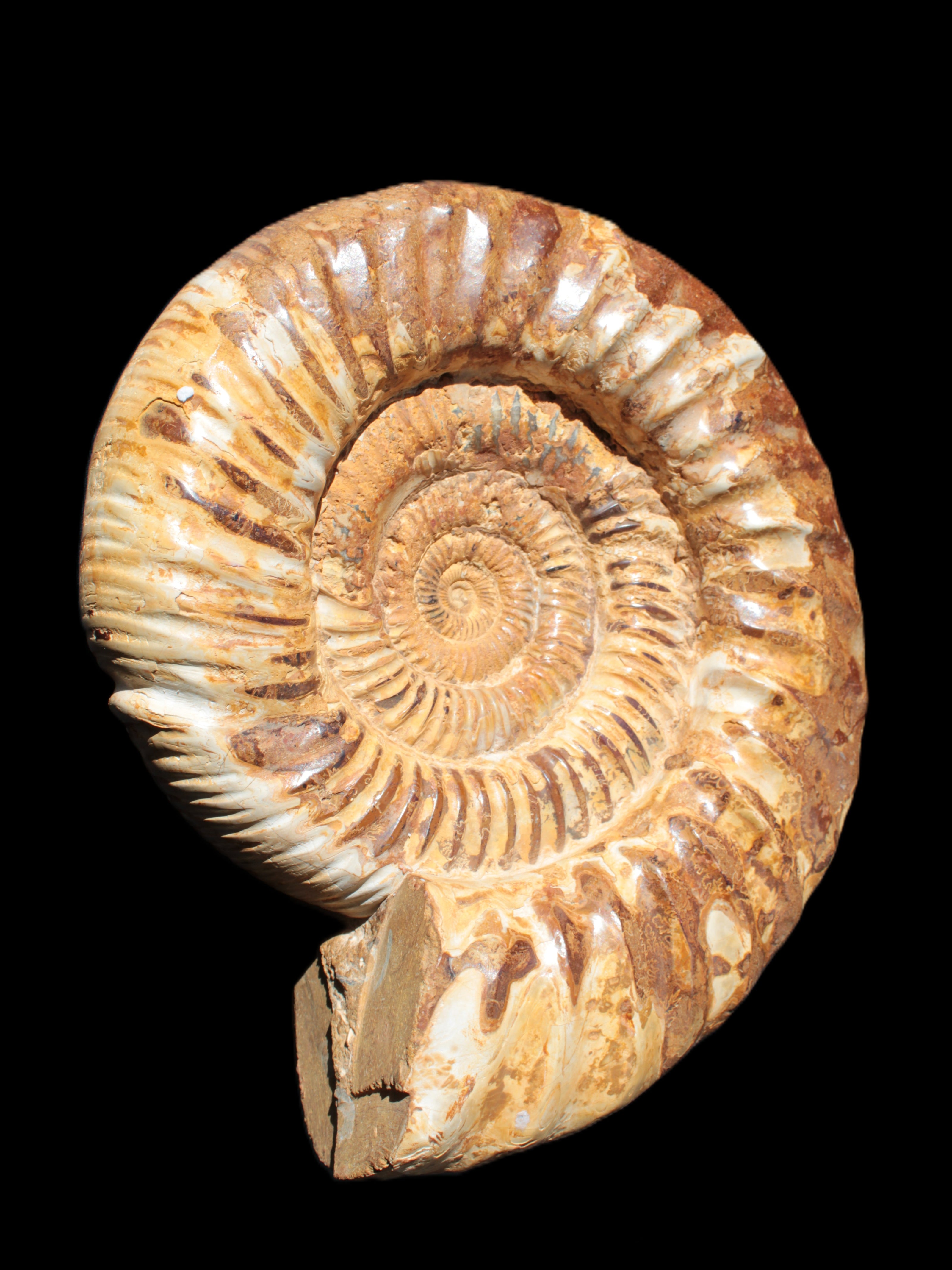 Amazing Ammonite 217*190*81mm 3460g Rocks and Things Store
