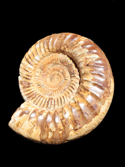 Amazing Ammonite 217*190*81mm 3460g Rocks and Things Store