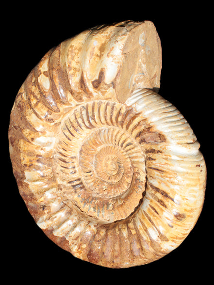 Amazing Ammonite 217*190*81mm 3460g Rocks and Things Store