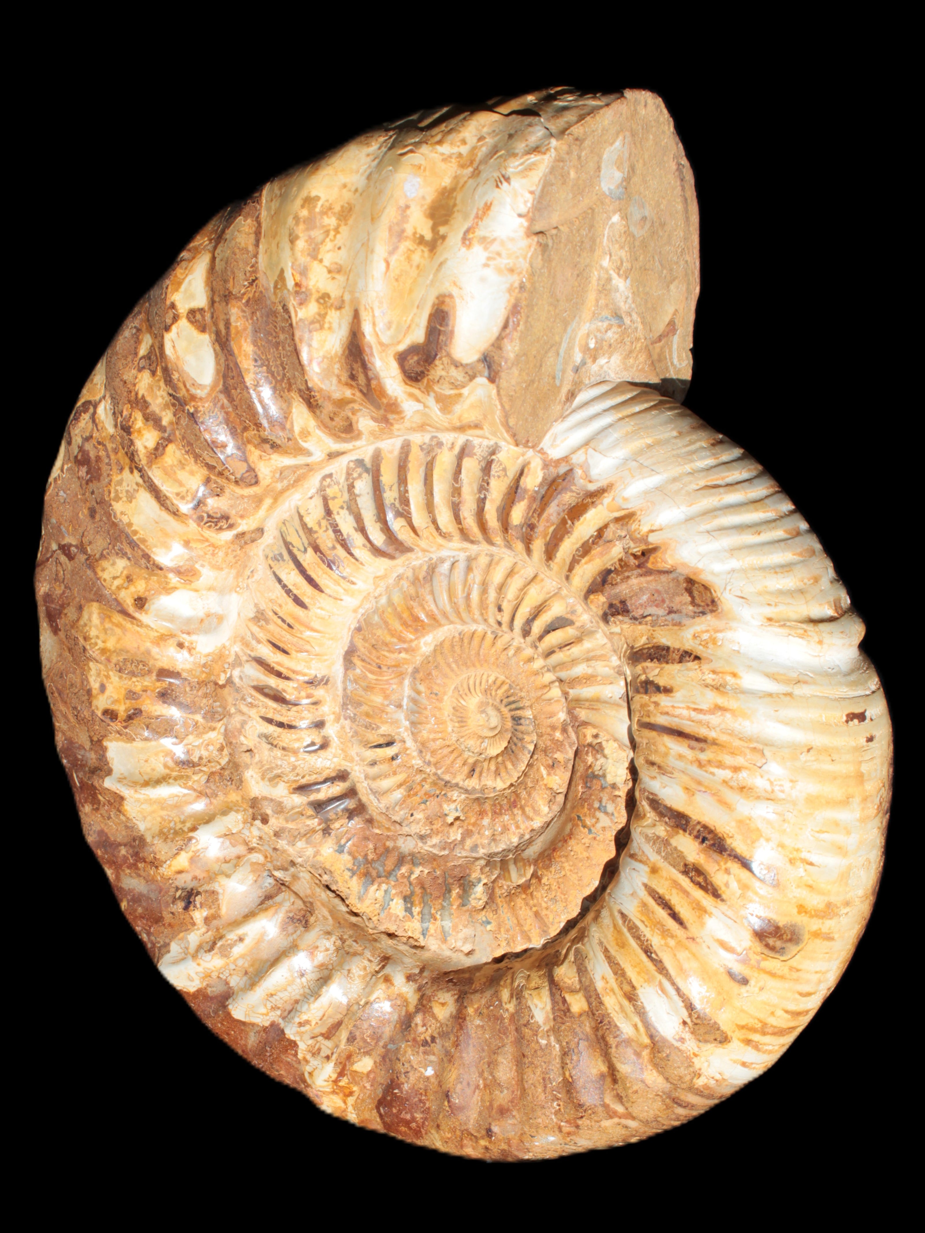 Amazing Ammonite 217*190*81mm 3460g Rocks and Things Store