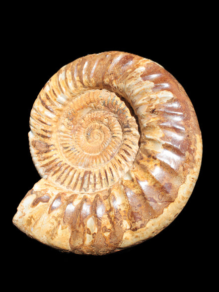 Amazing Ammonite 217*190*81mm 3460g Rocks and Things Store