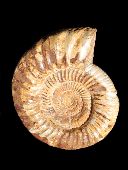 Amazing Ammonite 217*190*81mm 3460g Rocks and Things Store
