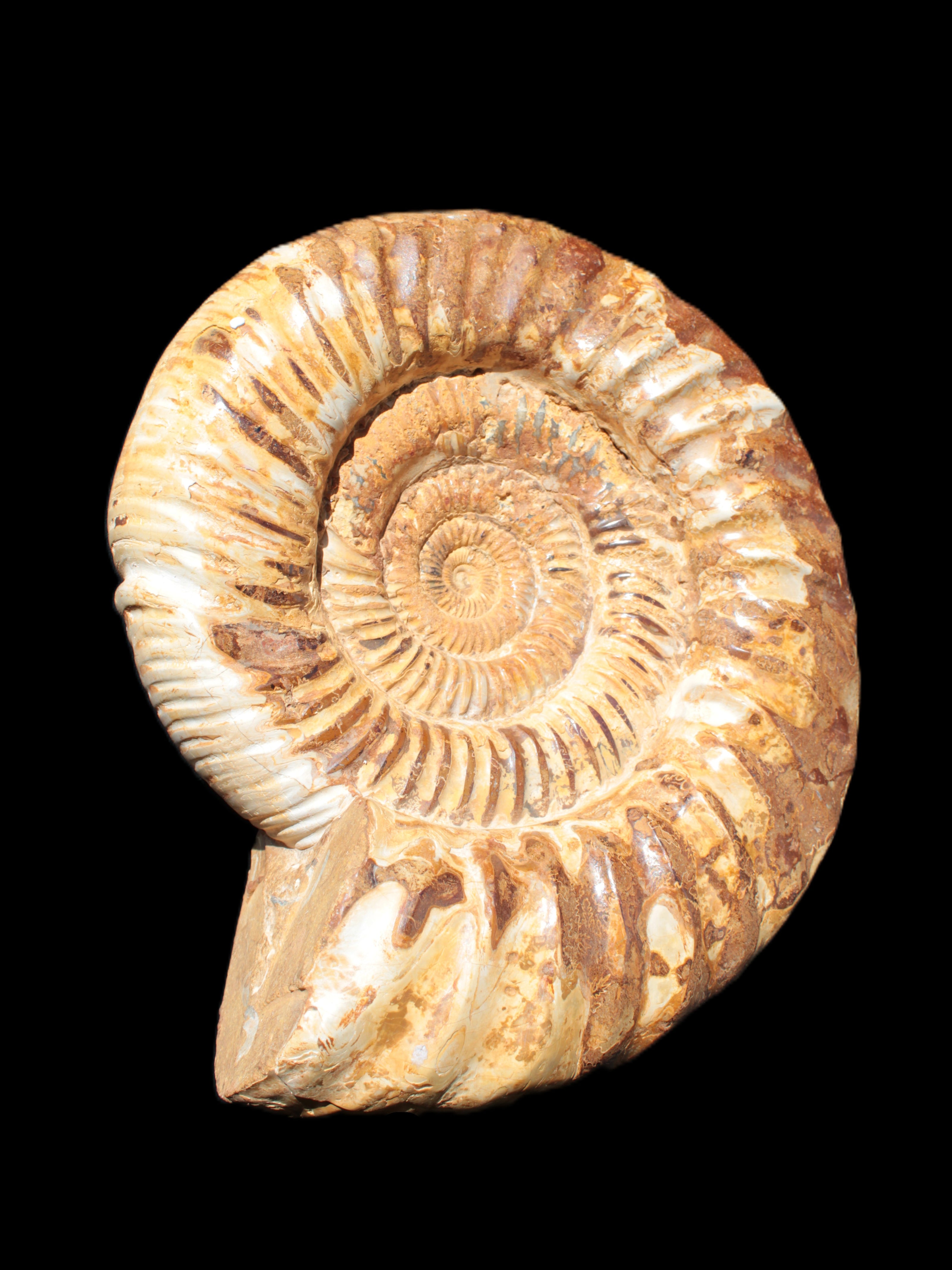 Amazing Ammonite 217*190*81mm 3460g Rocks and Things Store