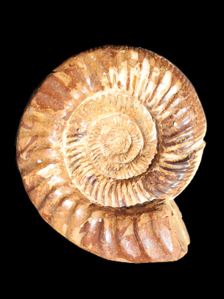 Amazing Ammonite 217*190*81mm 3460g Rocks and Things Store