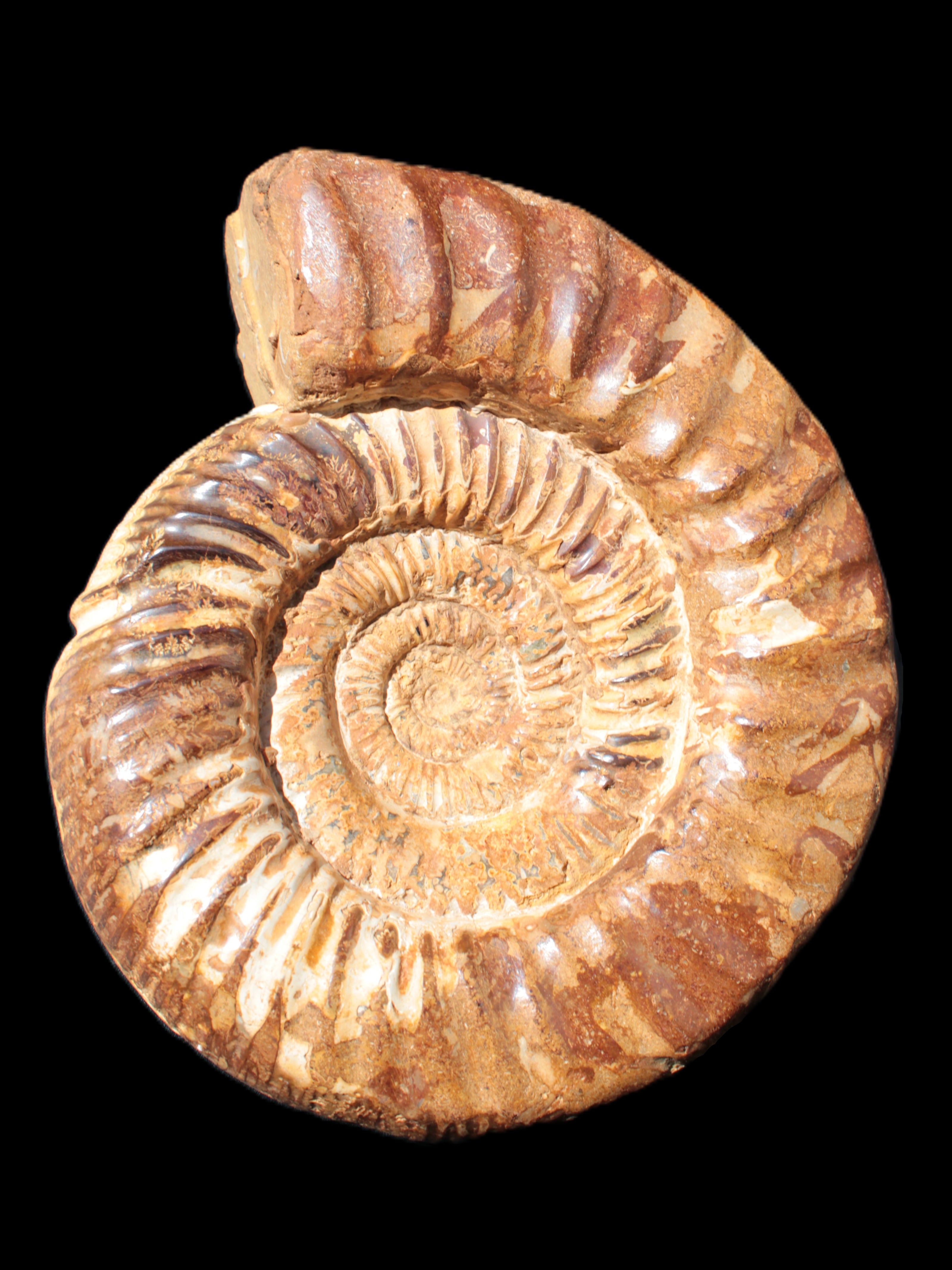 Amazing Ammonite 217*190*81mm 3460g Rocks and Things Store