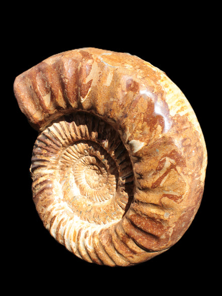 Amazing Ammonite 217*190*81mm 3460g Rocks and Things Store