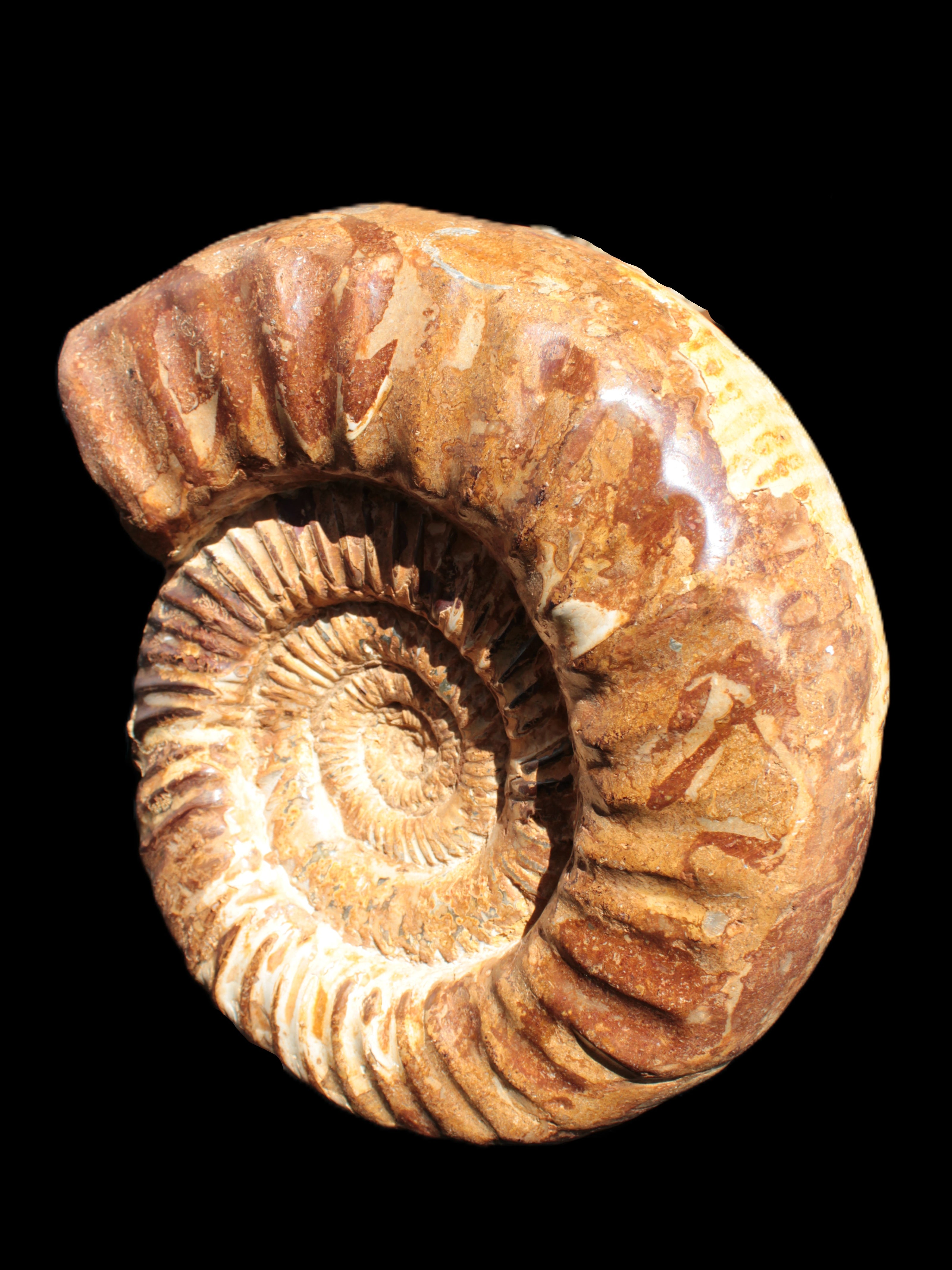 Amazing Ammonite 217*190*81mm 3460g Rocks and Things Store