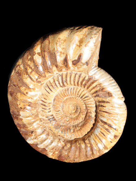 Amazing Ammonite 217*190*81mm 3460g Rocks and Things Store