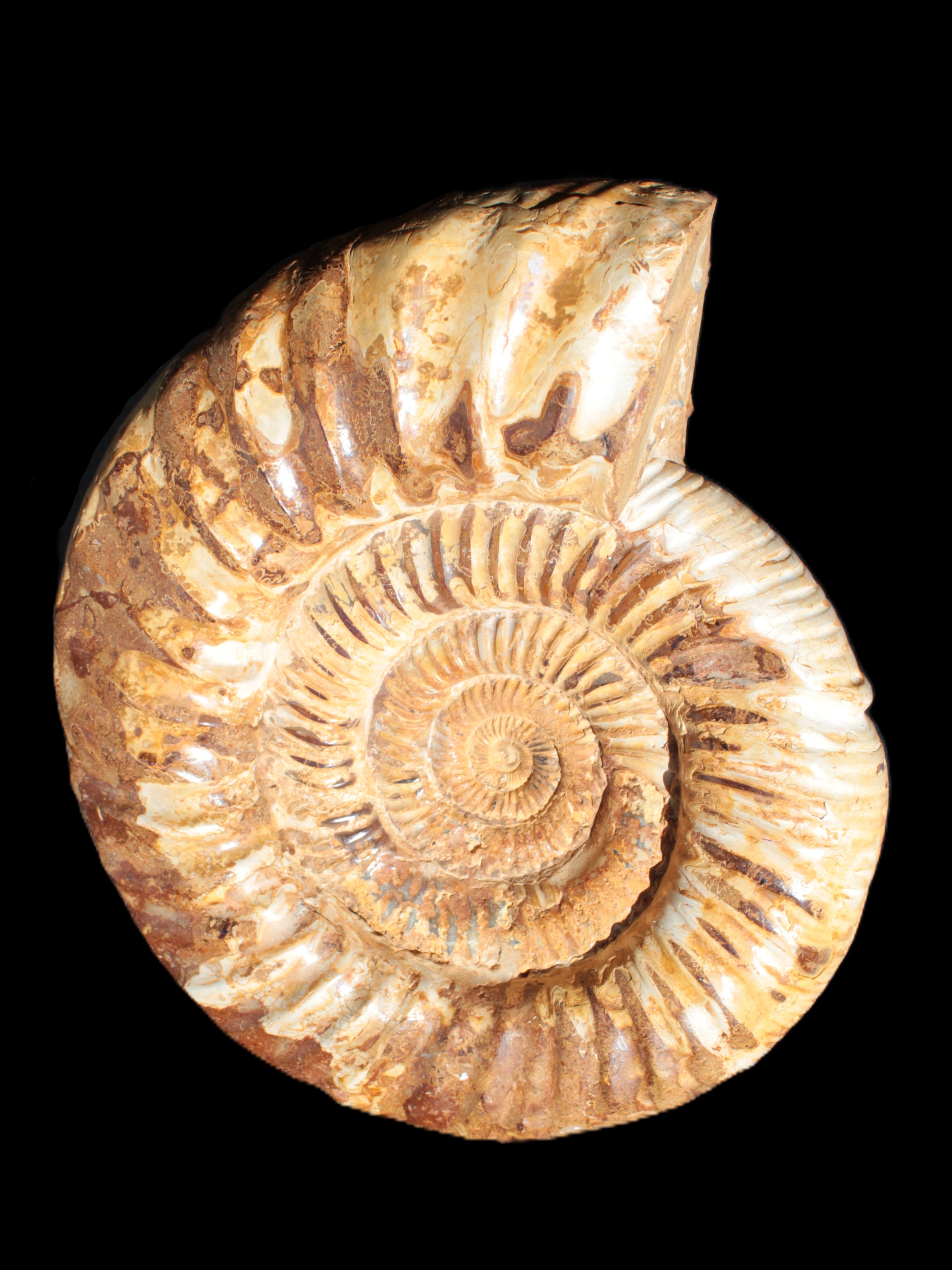 Amazing Ammonite 217*190*81mm 3460g Rocks and Things Store