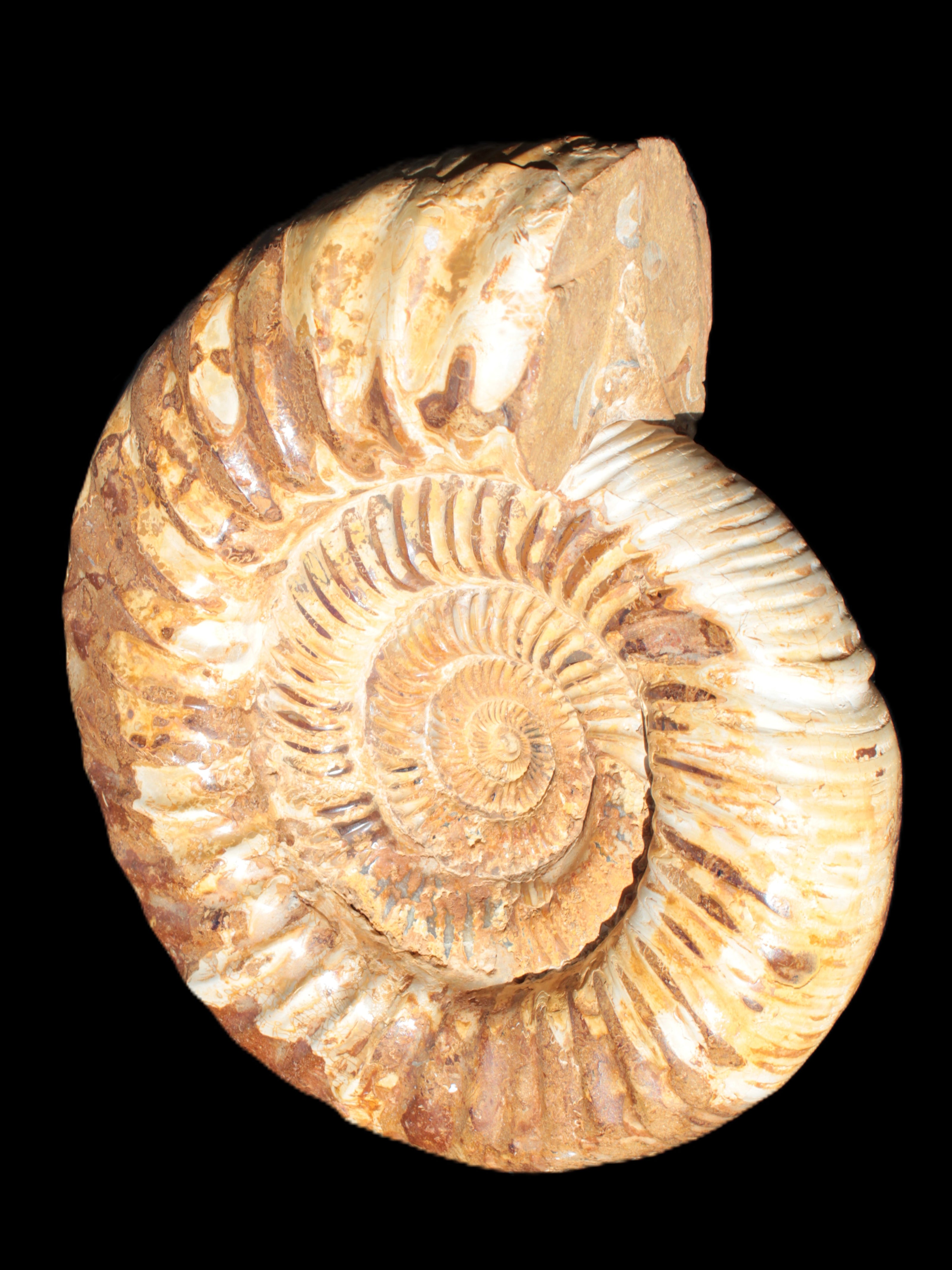 Amazing Ammonite 217*190*81mm 3460g Rocks and Things Store