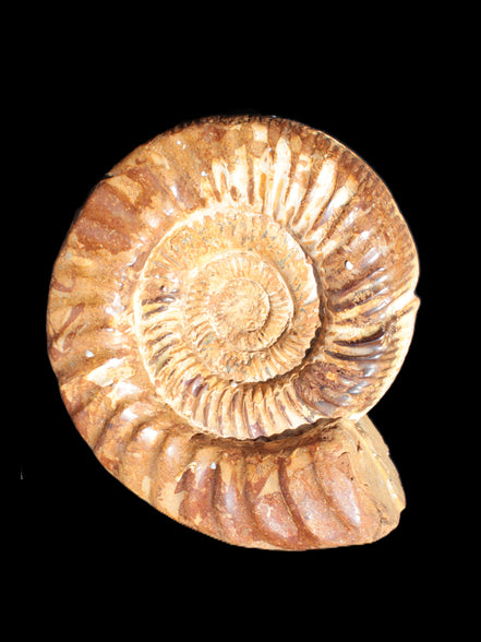 Amazing Ammonite 217*190*81mm 3460g Rocks and Things Store