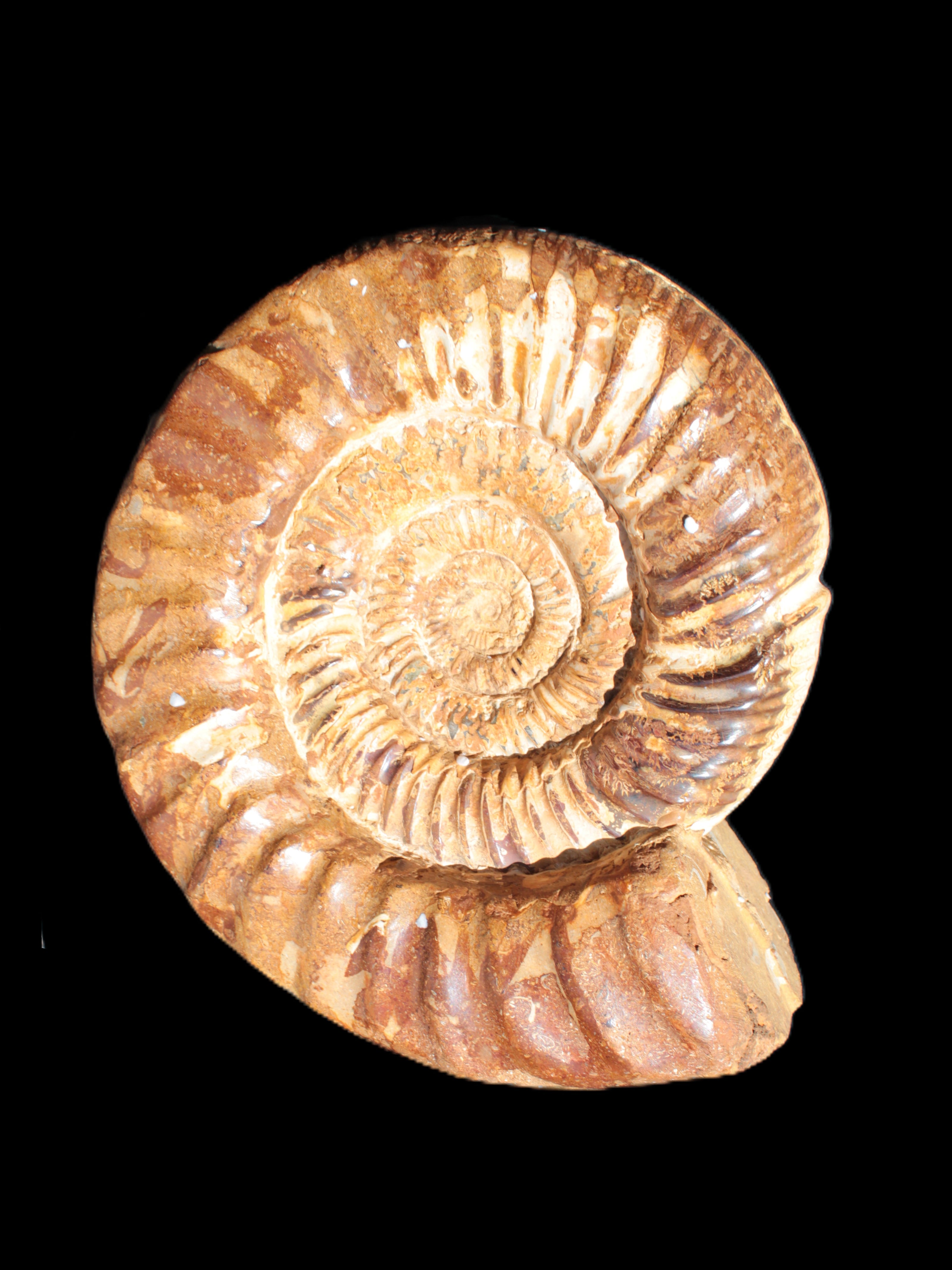 Amazing Ammonite 217*190*81mm 3460g Rocks and Things Store