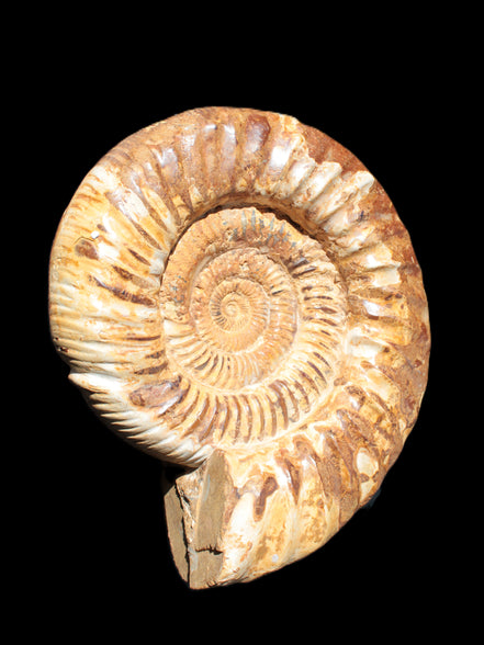 Amazing Ammonite 217*190*81mm 3460g Rocks and Things Store