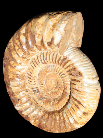 Amazing Ammonite 217*190*81mm 3460g Rocks and Things Store