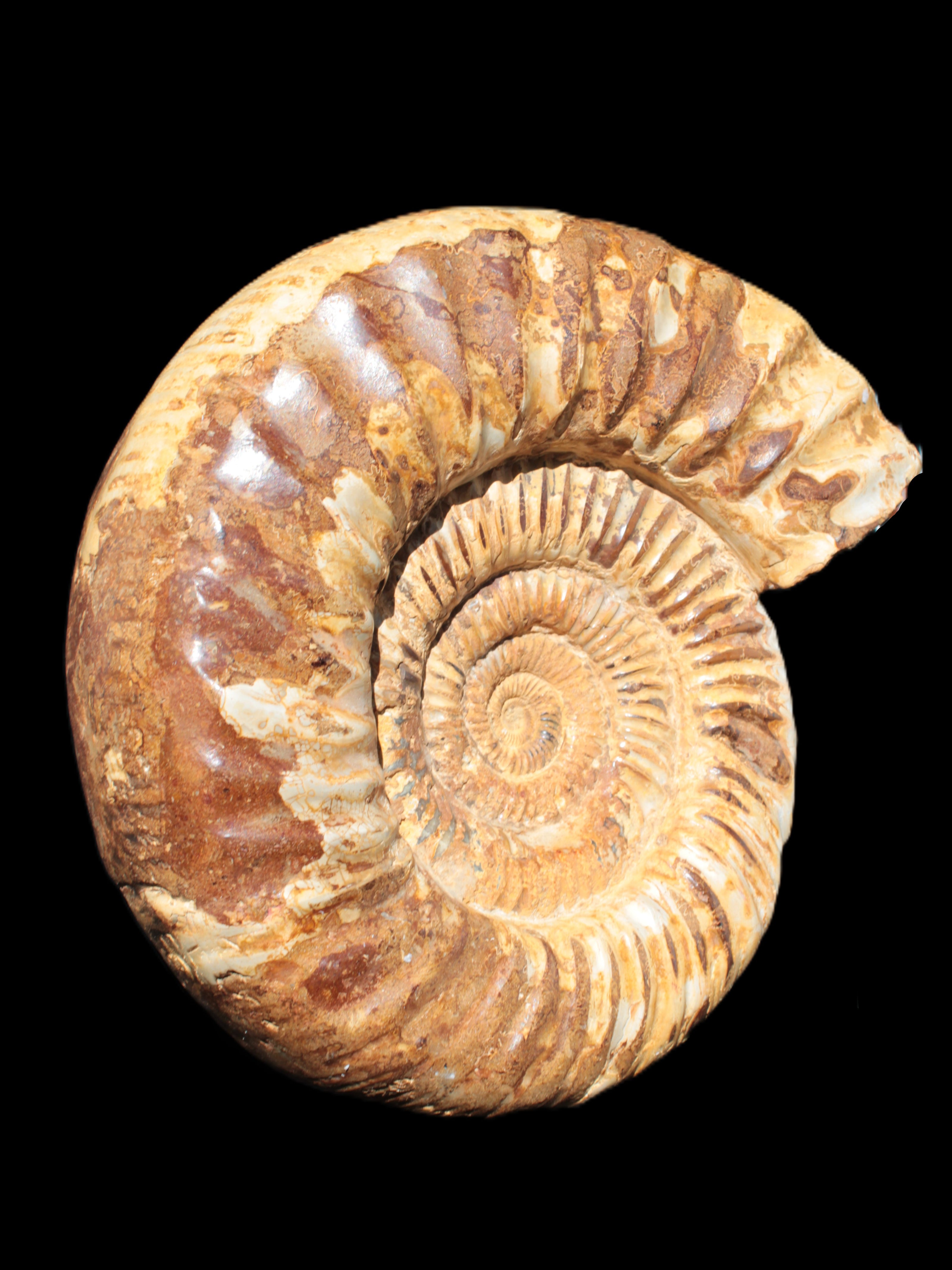Amazing Ammonite 217*190*81mm 3460g Rocks and Things Store