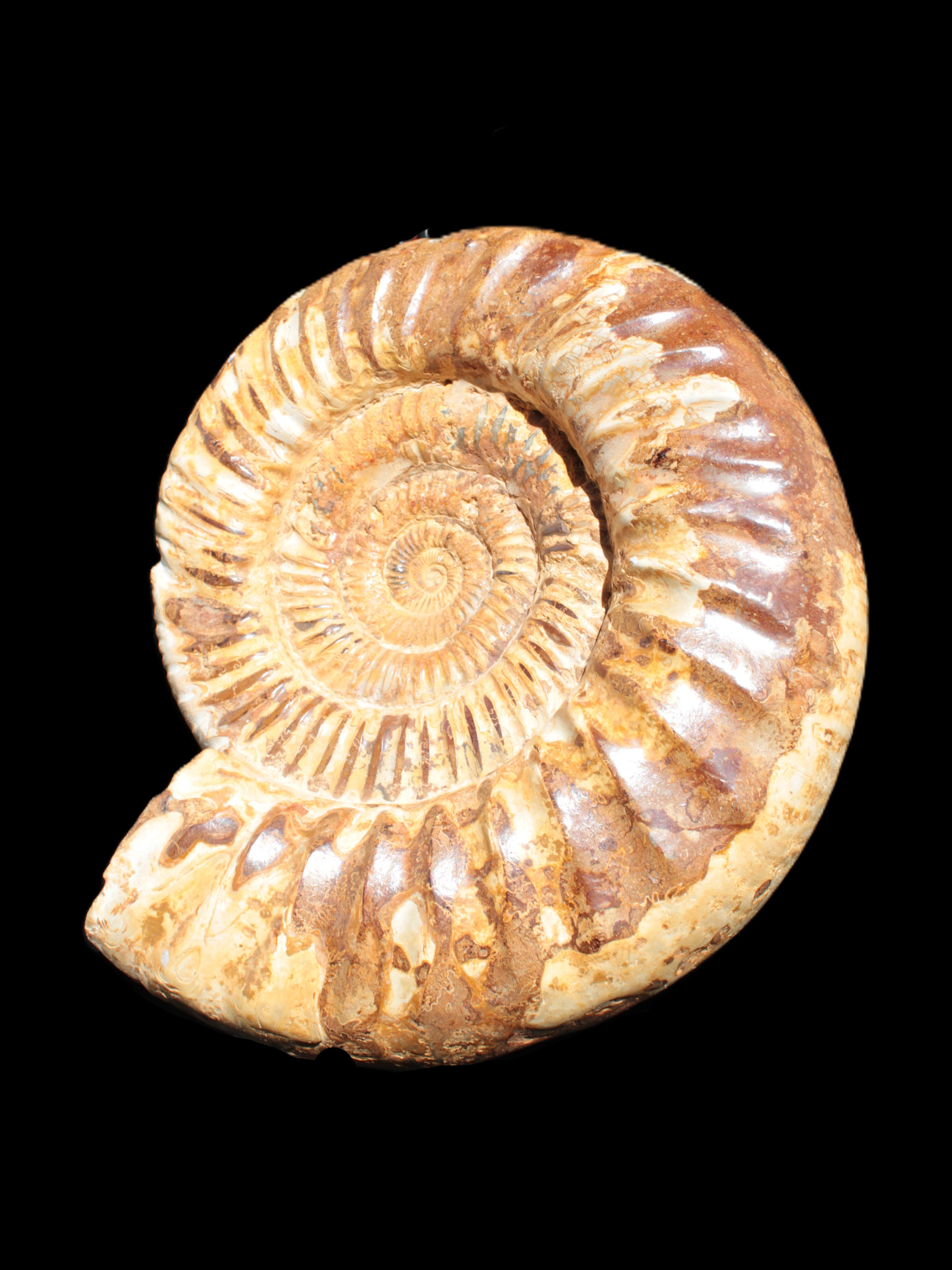 Amazing Ammonite 217*190*81mm 3460g Rocks and Things Store