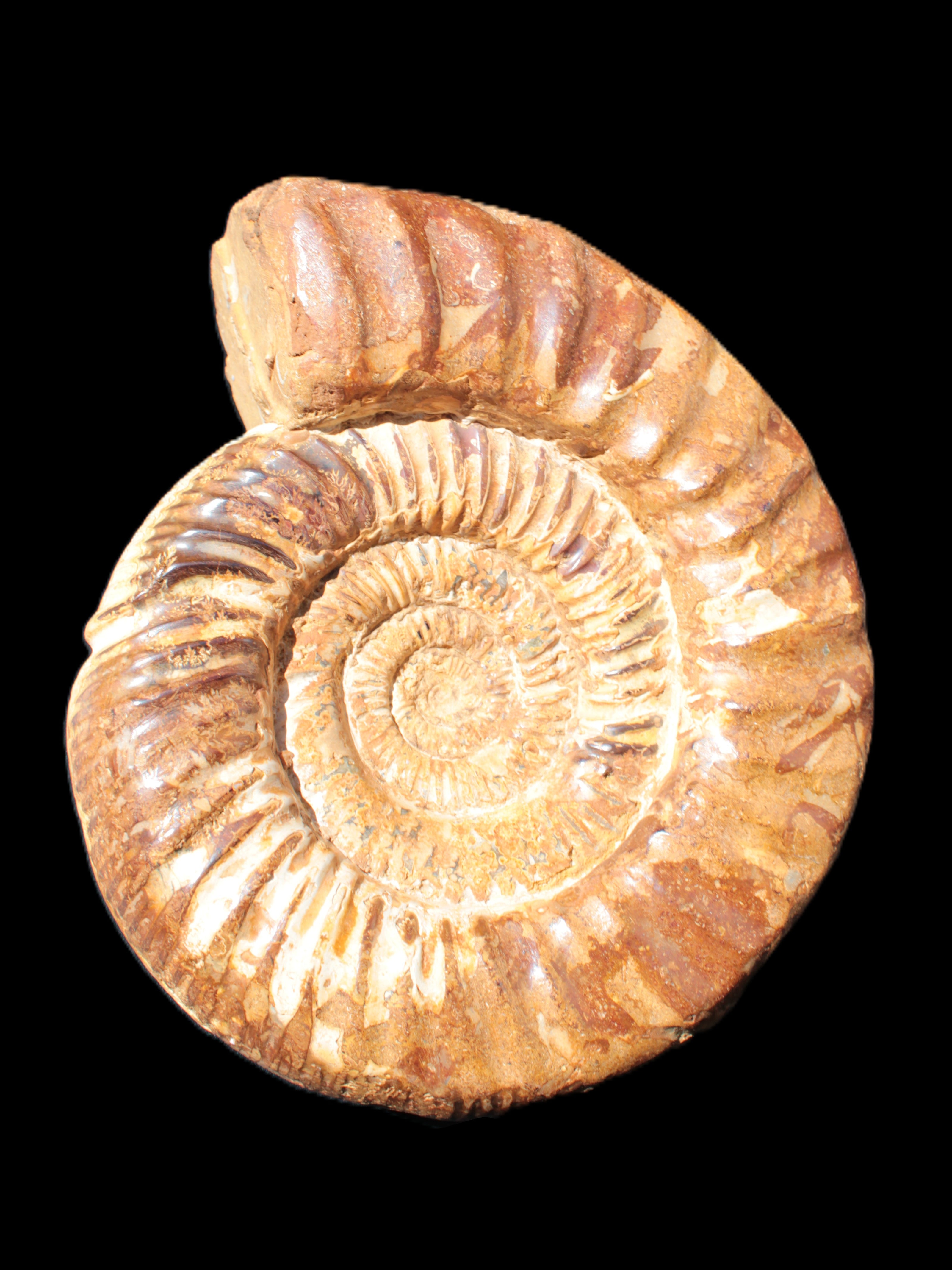 Amazing Ammonite 217*190*81mm 3460g Rocks and Things Store