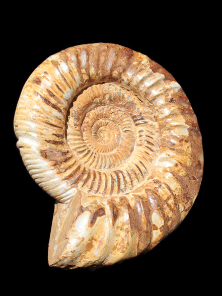 Amazing Ammonite 217*190*81mm 3460g Rocks and Things Store
