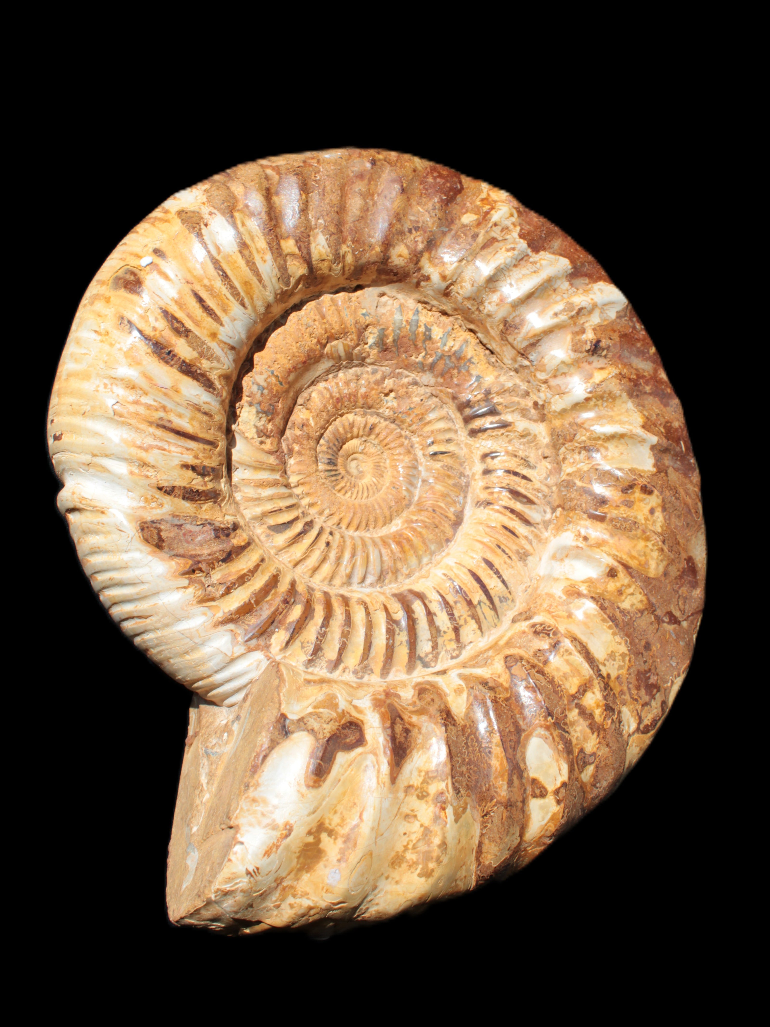 Amazing Ammonite 217*190*81mm 3460g Rocks and Things Store