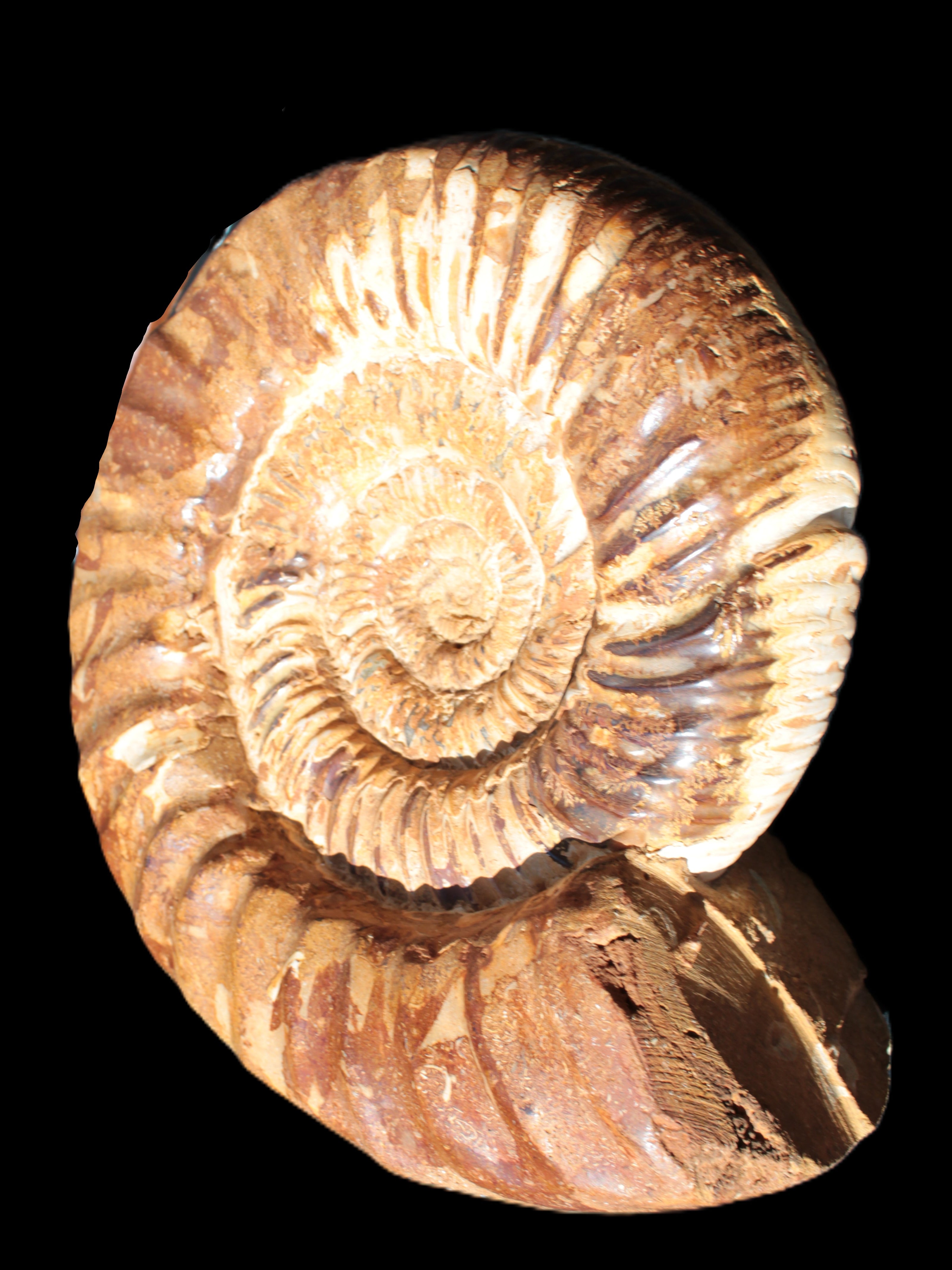 Amazing Ammonite 217*190*81mm 3460g Rocks and Things Store